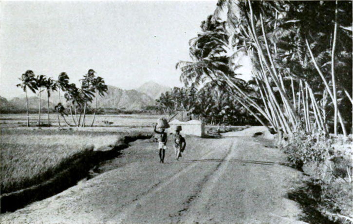 palm trees growing along a road, running beside paddies
