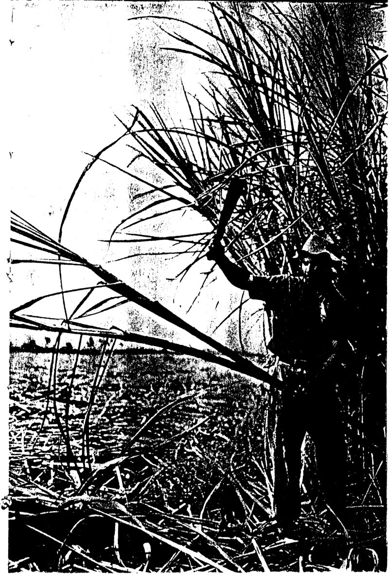 Worker cutting cane