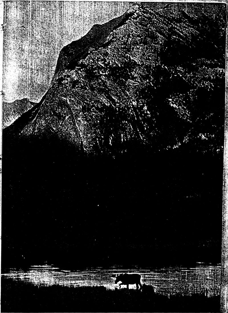 Bull Moose in a lake below a mountain