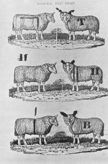 drawing of 6 sheep with various ear and wool markings