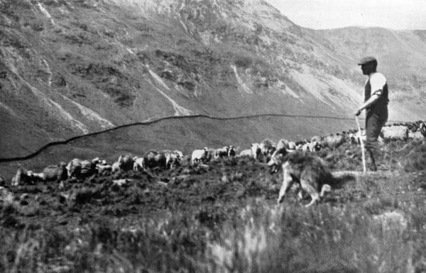 shepherd and dog watching sheep on hillside with wall of hill in background
