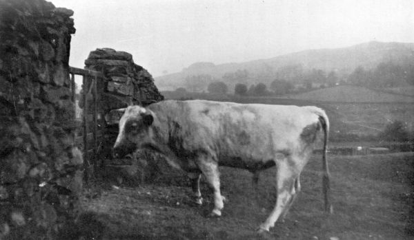 bull standing in front of a stone wall