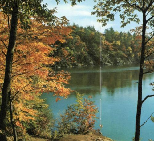 color photo of tree-line lake