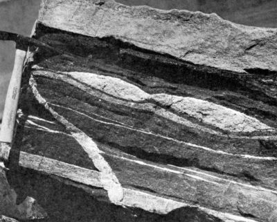 dykes in dark gneiss