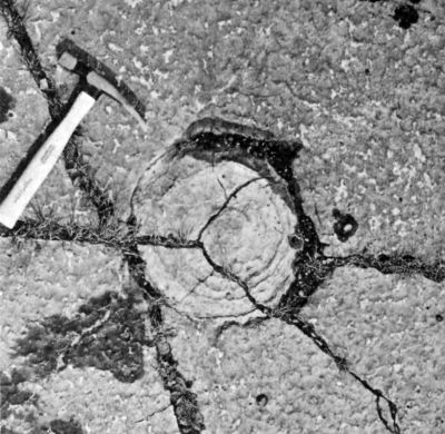 limestone surface with round formation inside rock