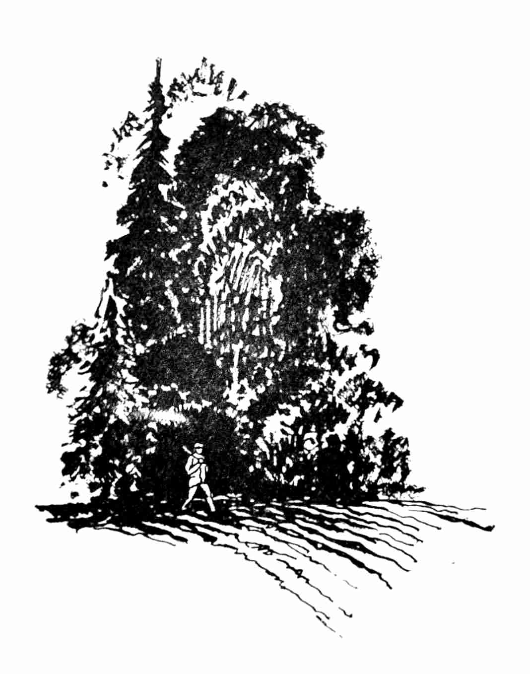 Man walks in woods