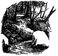 brook in the woods