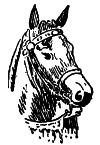 head of a horse
