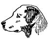 head of a dog