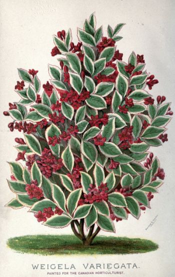 color painting of red-flowered bush with white-bordered green leaves