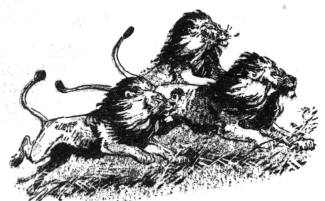 lions running