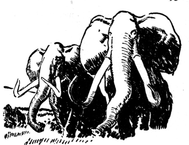 elephants