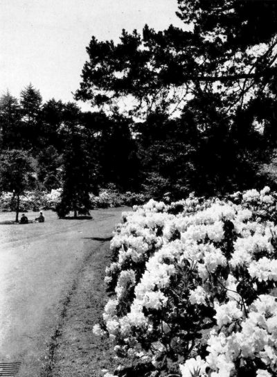 blooming rhododendrons on path inside park
