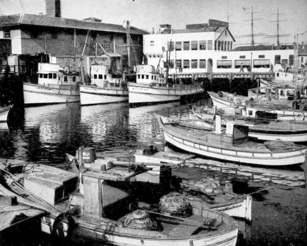 fishing boats inside the harbour at Fisherman’s Wharf