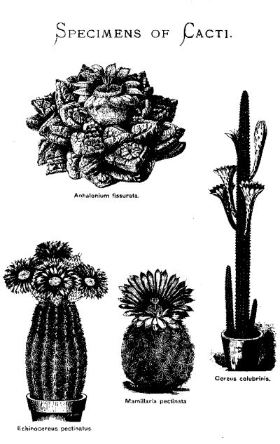 Black & white drawings of 4 cacti