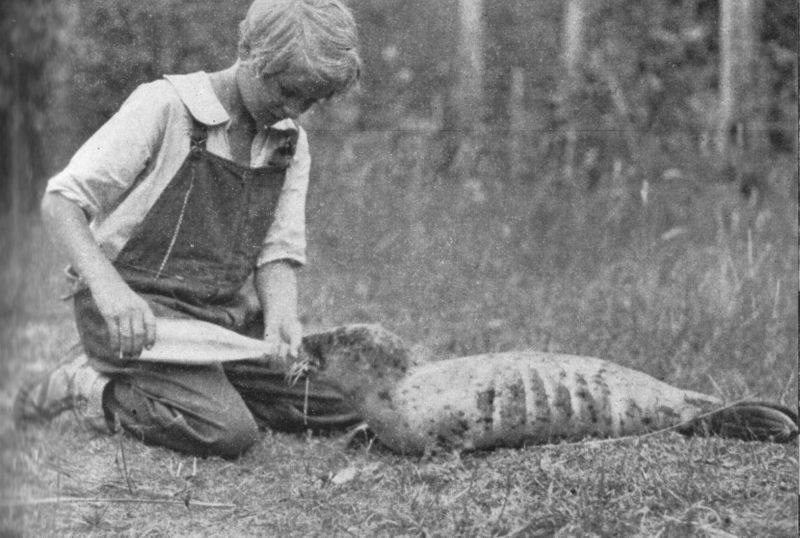 Photo of a young Bobs feeding a small seal.