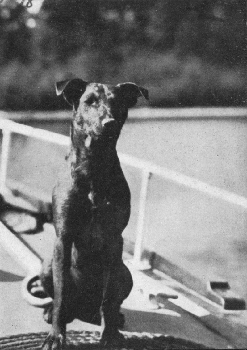 Photo of a black dog, Lua, sitting on the deck of a watercraft.
